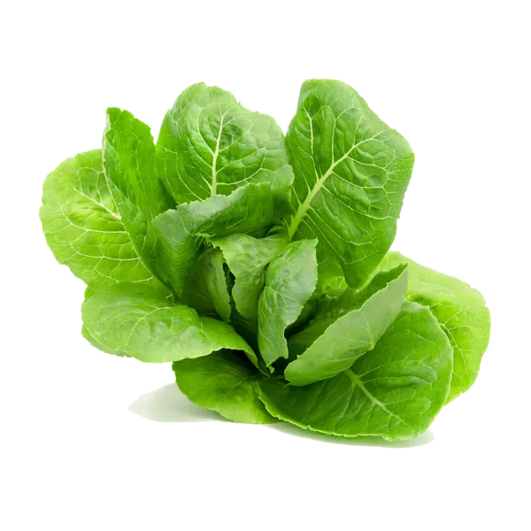کاهوی صادراتی
